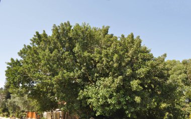 Güzel Ficus Sycomorus tarım arazisi içinde