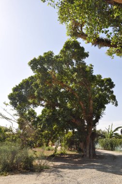 Güzel Ficus Sycomorus tarım arazisi içinde