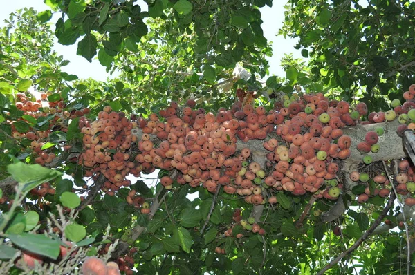Güzel Ficus Sycomorus tarım arazisi içinde
