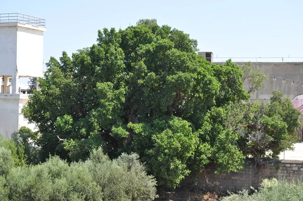 Der Schöne Ficus Sycomorus Ackerland — Stockfoto