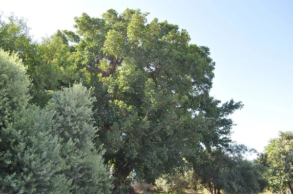 Hermoso Ficus Sycomorus Tierras Cultivo —  Fotos de Stock