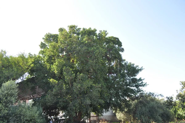 Beautiful Ficus Sycomorus Farmland — Stock Photo, Image