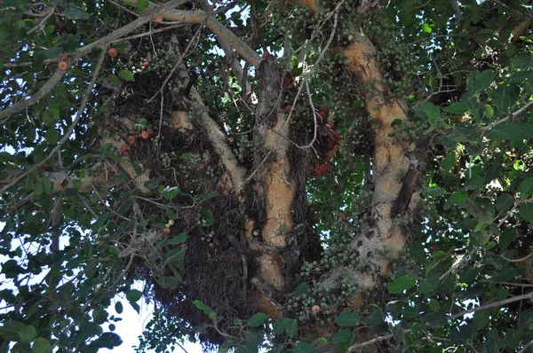 Szép Ficus Sycomorus Termőföld — Stock Fotó