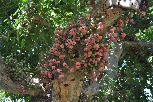 Güzel Ficus Sycomorus tarım arazisi içinde