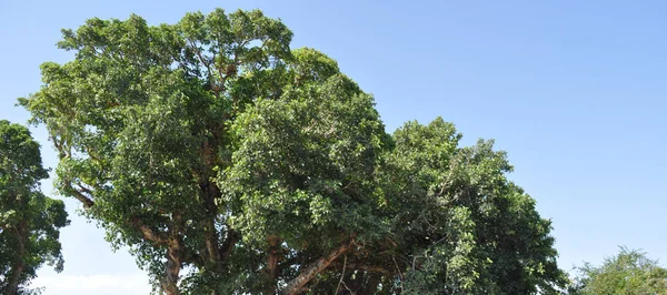 Bela Ficus Sycomorus Terras Agrícolas — Fotografia de Stock