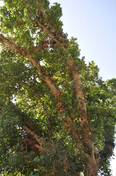 Hermoso Ficus Sycomorus Tierras Cultivo — Foto de Stock