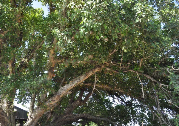 Piękny Ficus Sycomorus Pola Uprawne — Zdjęcie stockowe