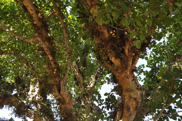 Szép Ficus Sycomorus Termőföld — Stock Fotó
