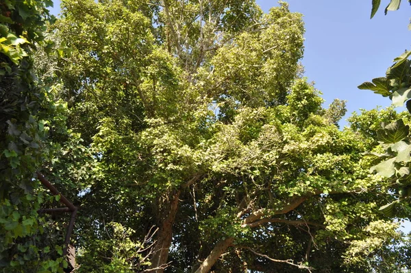 Beautiful Ficus Sycomorus Farmland — Stock Photo, Image