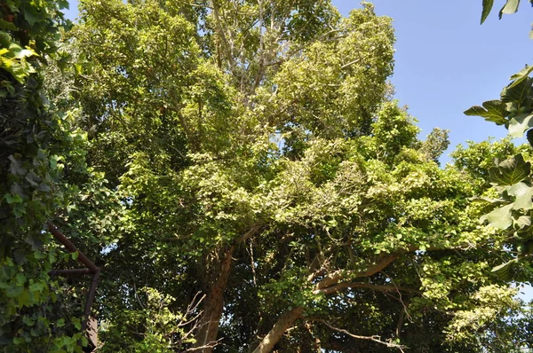 Bela Ficus Sycomorus Terras Agrícolas — Fotografia de Stock