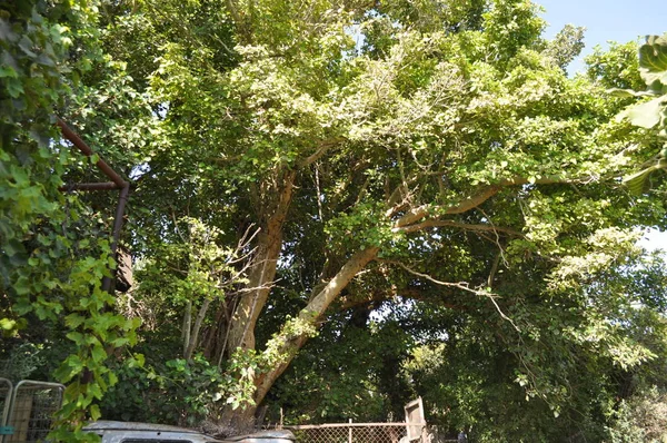 Bela Ficus Sycomorus Terras Agrícolas — Fotografia de Stock