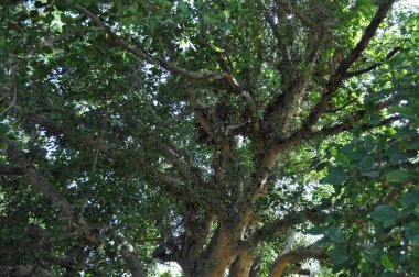 Güzel Ficus Sycomorus tarım arazisi içinde