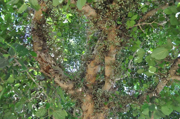 Bela Ficus Sycomorus Terras Agrícolas — Fotografia de Stock