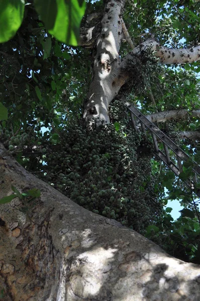 Όμορφη Ficus Sycomorus Στο Καλλιεργήσιμο Έδαφος — Φωτογραφία Αρχείου