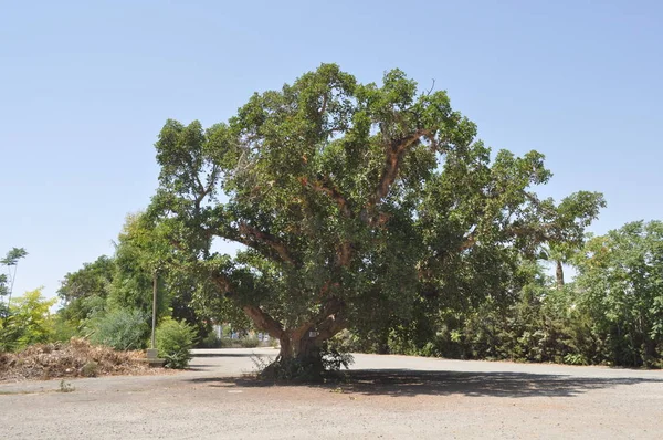 Güzel Ficus Sycomorus tarım arazisi içinde