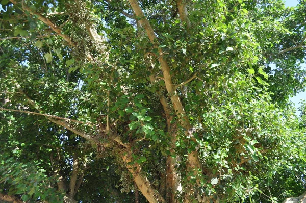 Όμορφη Ficus Sycomorus Στο Καλλιεργήσιμο Έδαφος — Φωτογραφία Αρχείου