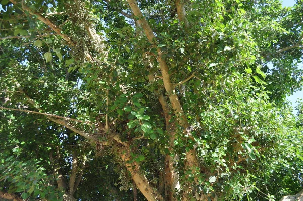 Bela Ficus Sycomorus Terras Agrícolas — Fotografia de Stock