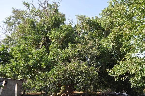 Bela Ficus Sycomorus Terras Agrícolas — Fotografia de Stock