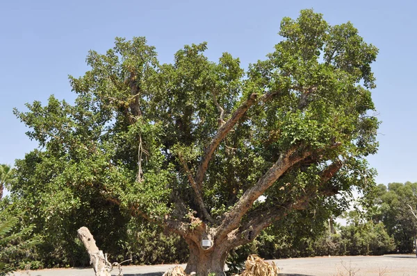 Όμορφη Ficus Sycomorus Στο Καλλιεργήσιμο Έδαφος — Φωτογραφία Αρχείου