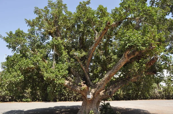 Όμορφη Ficus Sycomorus Στο Καλλιεργήσιμο Έδαφος — Φωτογραφία Αρχείου