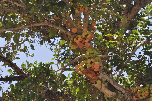 Güzel Ficus Sycomorus tarım arazisi içinde