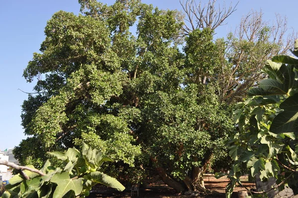 Den Vackra Ficus Sycomorus Jordbruksmark — Stockfoto