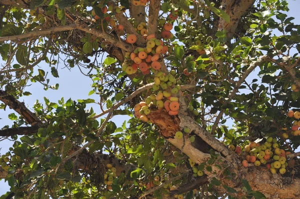 Bela Ficus Sycomorus Terras Agrícolas — Fotografia de Stock