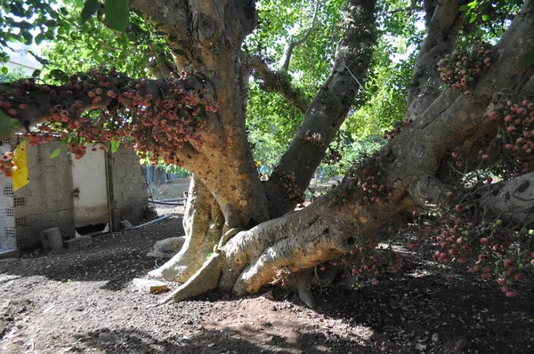 Güzel Ficus Sycomorus tarım arazisi içinde