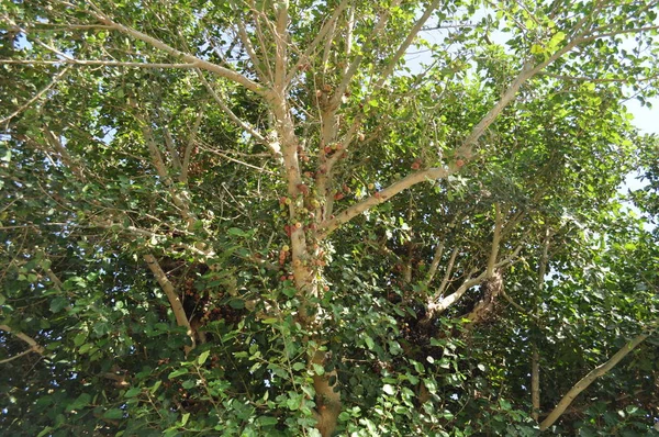Szép Ficus Sycomorus Termőföld — Stock Fotó