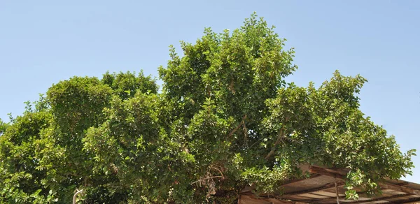 Bela Ficus Sycomorus Terras Agrícolas — Fotografia de Stock