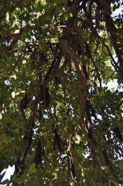 Güzel Ceratonia Jovinus'a tarım arazisi içinde