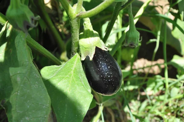 Tarım arazisi içinde güzel patlıcan
