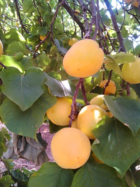 Beautiful Apricot Farmland — Stock Photo, Image