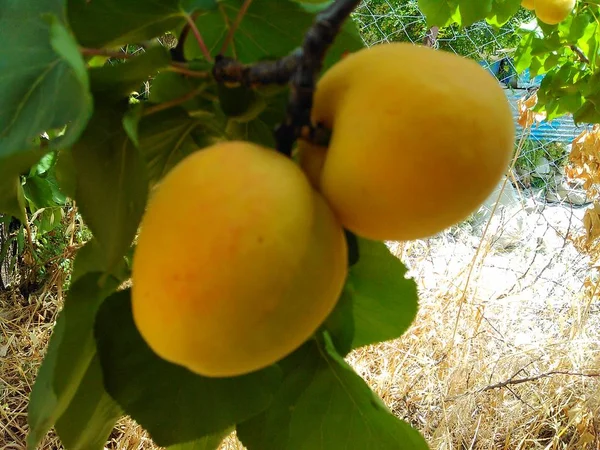 Belle Abricot Dans Les Terres Agricoles — Photo