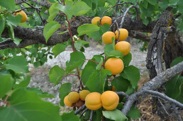 Belle Abricot Dans Les Terres Agricoles — Photo