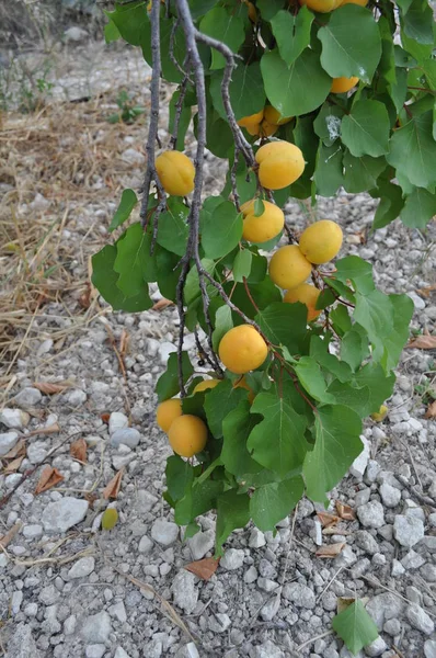 Όμορφο Βερίκοκο Καλλιεργήσιμες Εκτάσεις — Φωτογραφία Αρχείου