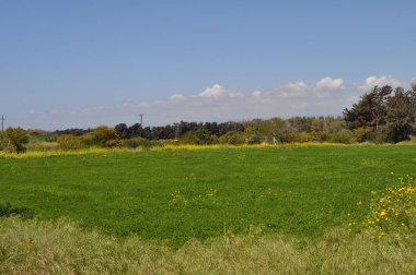 Kıbrıs'ta güzel doğal Çayır manzara