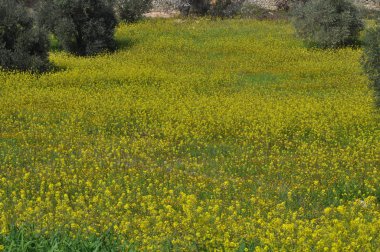Kıbrıs'ta güzel doğal Çayır manzara