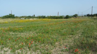 Kıbrıs'ta güzel doğal Çayır manzara