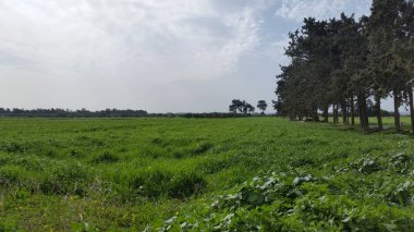 Kıbrıs'ta güzel doğal Çayır manzara