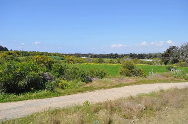 Beautiful Natural Meadow Landscape Cyprus — Stock Photo, Image