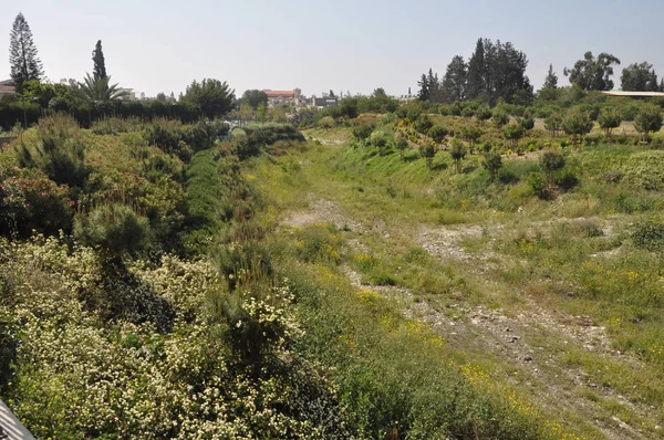 Het Prachtige Natuurlijke Weide Landschap Cyprus — Stockfoto