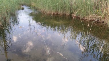 Kıbrıs'ta güzel doğal Nehir