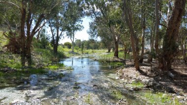Kıbrıs'ta güzel doğal Nehir