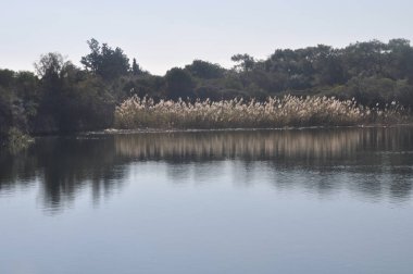 Kıbrıs'ta güzel doğal Sulak Athalassas Gölü manzara