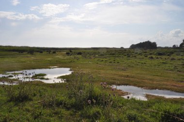 Kıbrıs'ta güzel doğal Sulak Limasol Akrotiri Marsh manzara