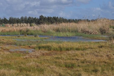 Kıbrıs'ta güzel doğal Sulak Limasol Tuz Gölü manzara