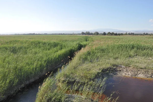 Kıbrıs'ta güzel doğal Sulak Limasol Tuz Gölü manzara