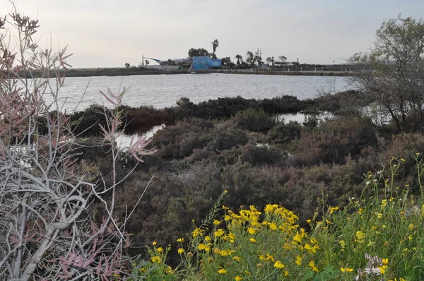 Kıbrıs'ta güzel doğal Sulak Limasol Tuz Gölü manzara