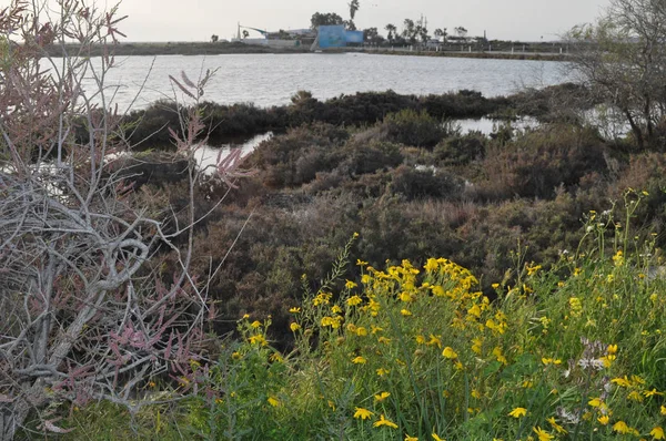 Kıbrıs'ta güzel doğal Sulak Limasol Tuz Gölü manzara